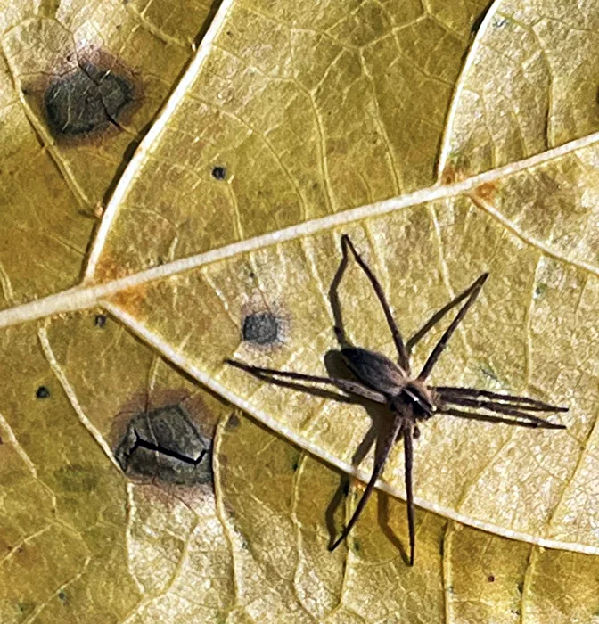 Listspinne (sorry, leider nicht optimal scharf)