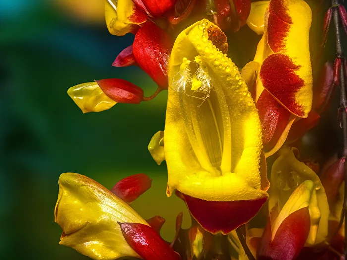 Thunbergia mysorensis - Himmelsblume