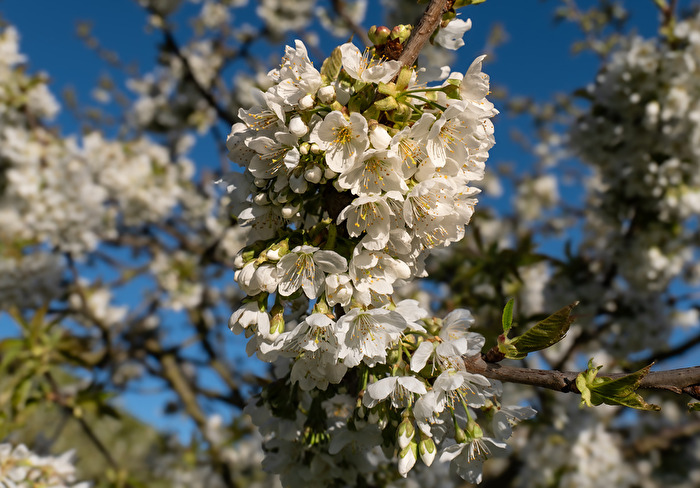 Kirschblüte...