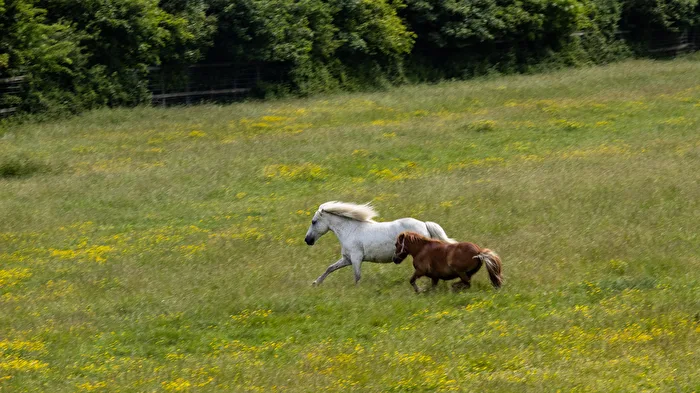 Race