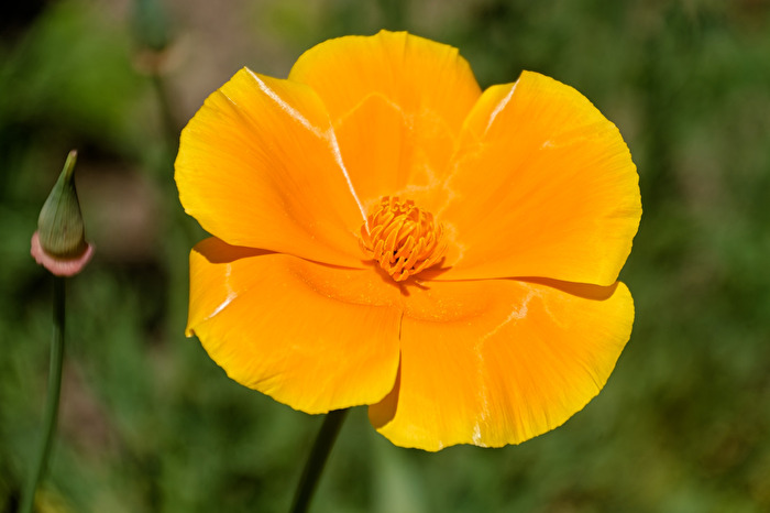 Kalifornischer Goldmohn