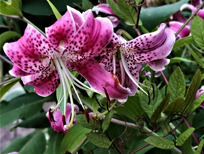 ein Traum in pink