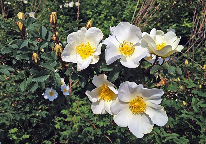 wild roses