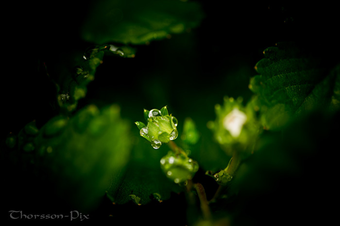 nach dem Regen scheint die Sonne