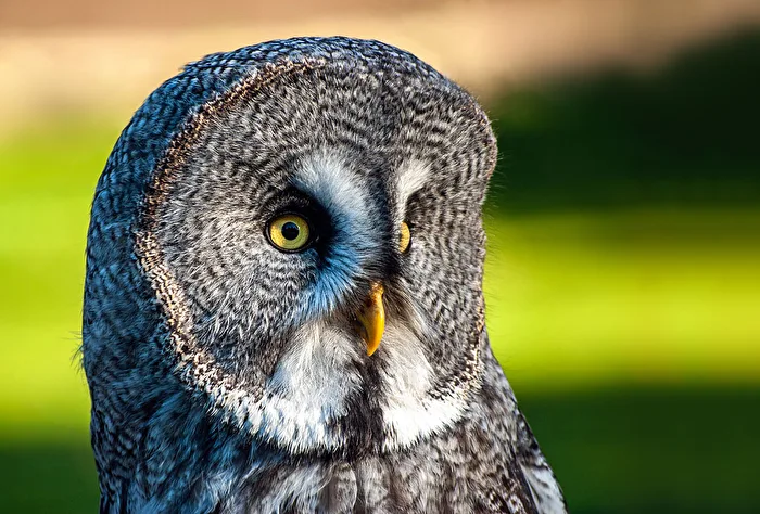 Tawny Owl...