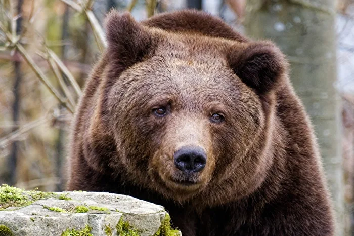 Braunbär