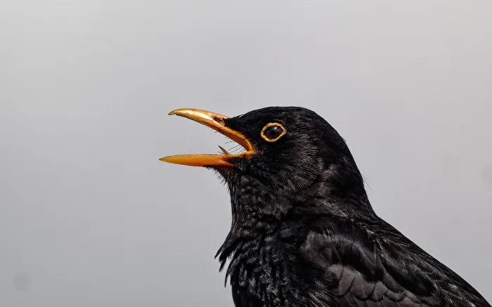 Amsel (Turdus merula).