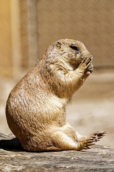 Prairie Dog