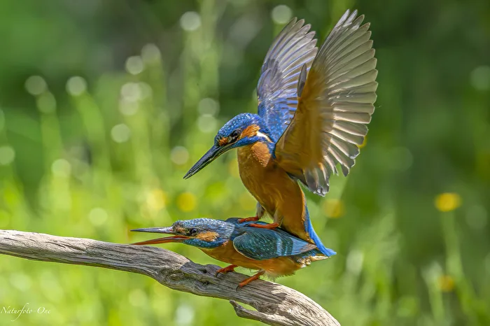 El acto de equilibrio