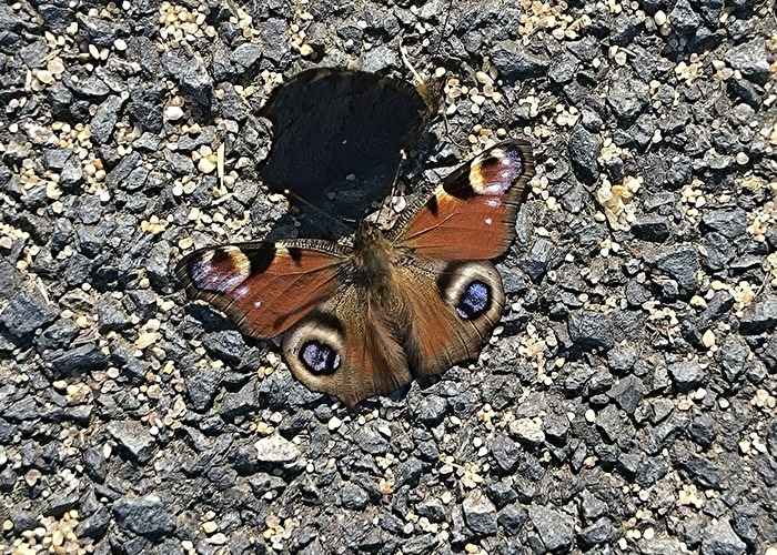 Der Schatten eines Mädchens