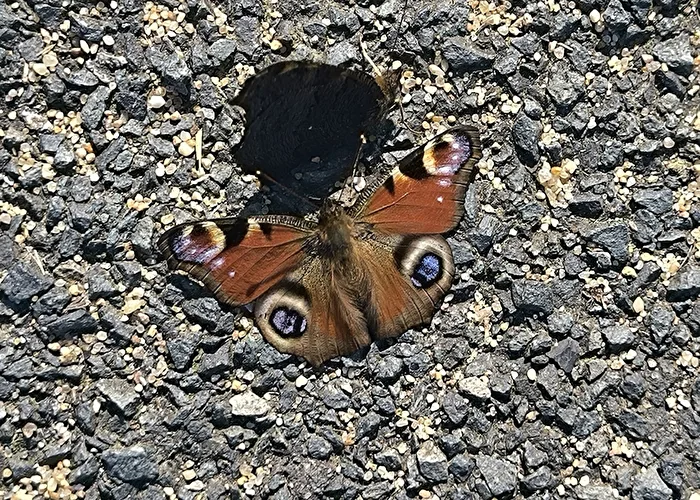 Der Schatten eines Mädchens