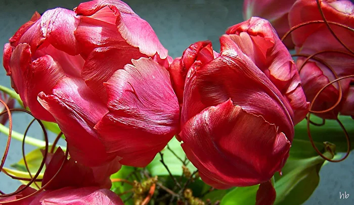 Tulpenblüten