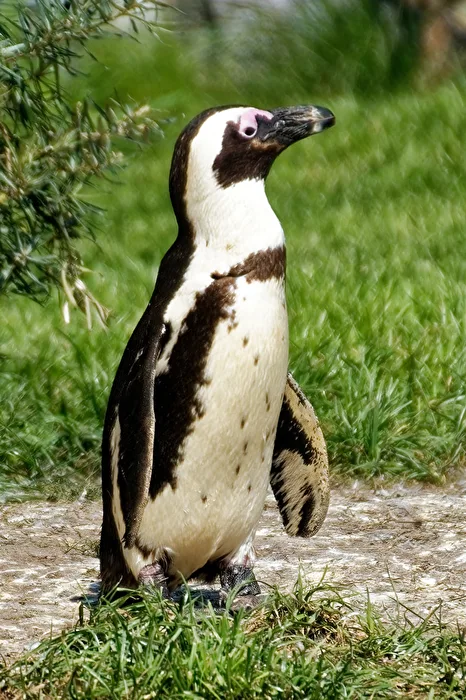 Pinguino