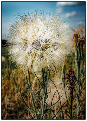 Pusteblume ??