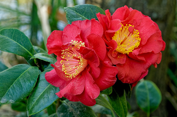 Camelia