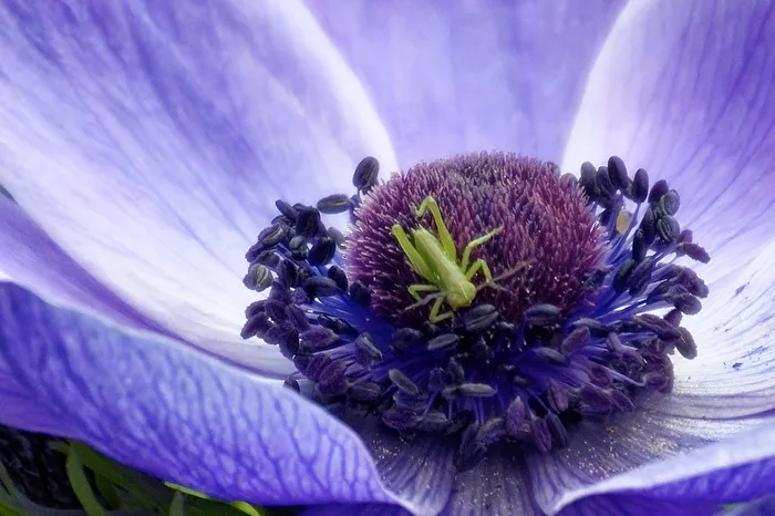 Blüte mit Besucher
