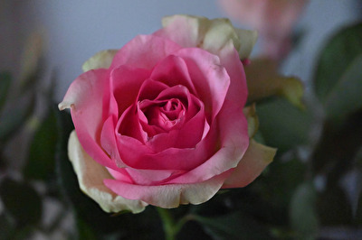 Edelrose im Farbverlauf