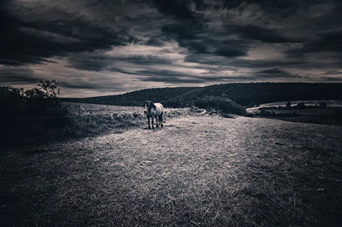 Horse in Black White