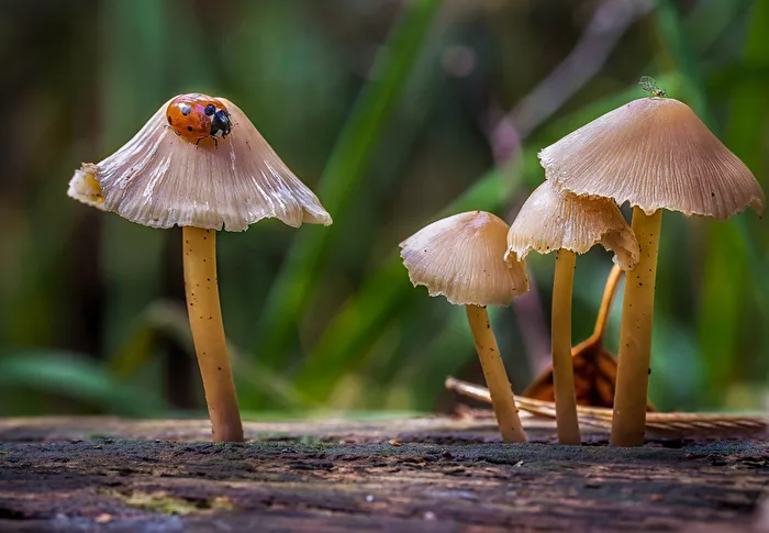 Pilze doppelter Besuch