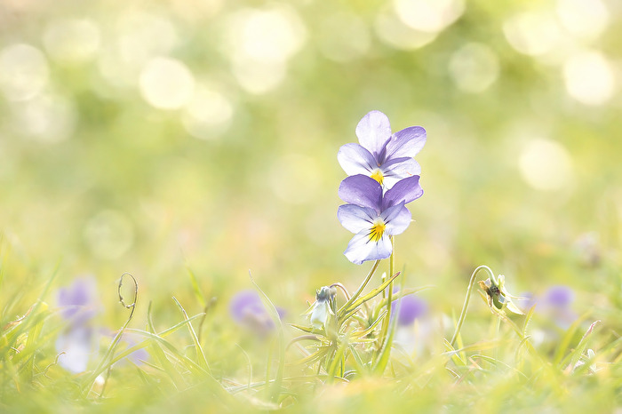 Wilde Stiefmütterchen.