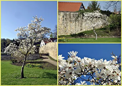 Sternmagnolie 2