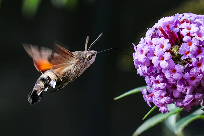 Hummingbird hawk-moth