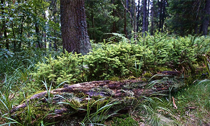Wald - Generationenwechsel