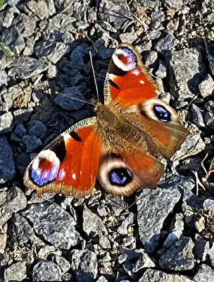 Tagpfauenauge