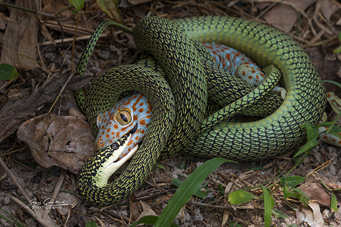 Fressen oder Gefressen werden