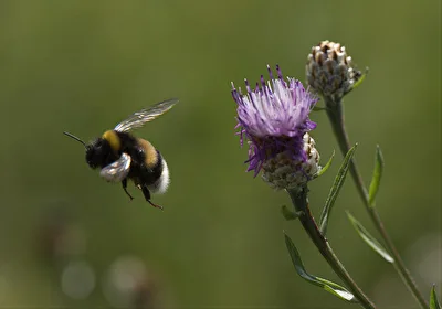 Hummel im Abflug