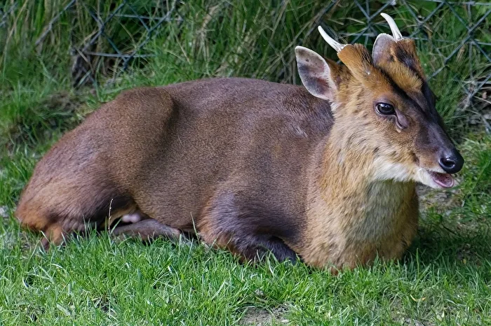 Chinese Muntjac