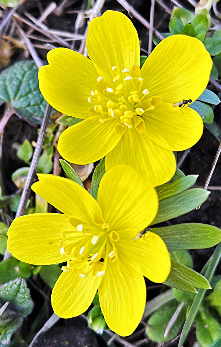 Winterlinge (genau hinschauen)