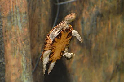 Wasserschildkröte