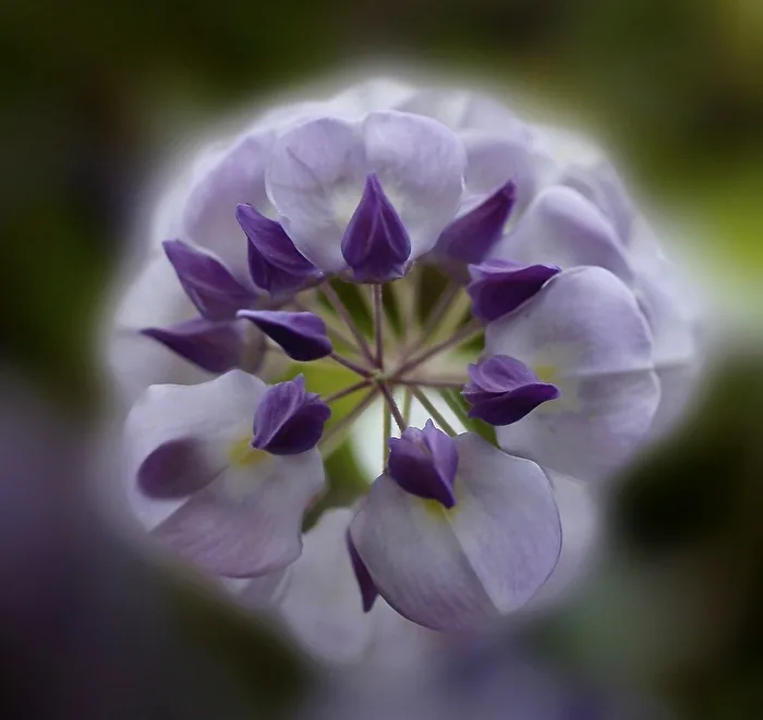 Wisteria