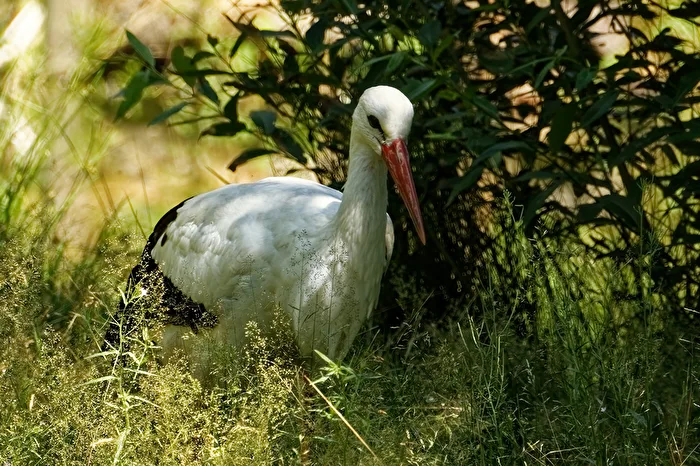 Stork