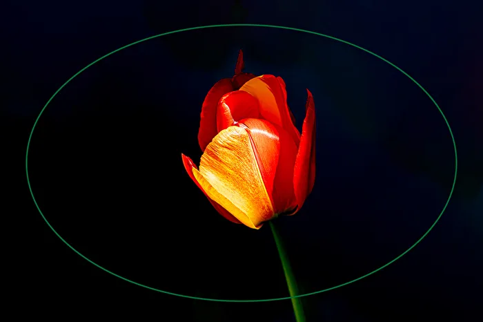 Tulpenblüte