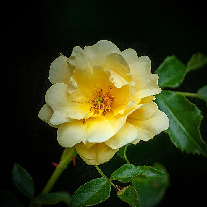 The Yellow One...