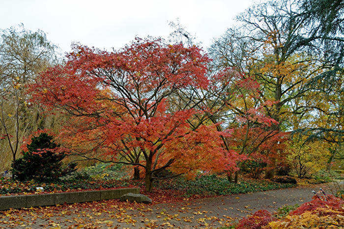 Herbstbaum