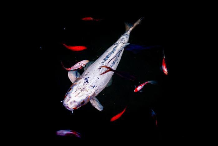 Ein starker Brocken mit seinem Gefolge