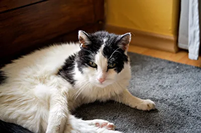 Katzenopa