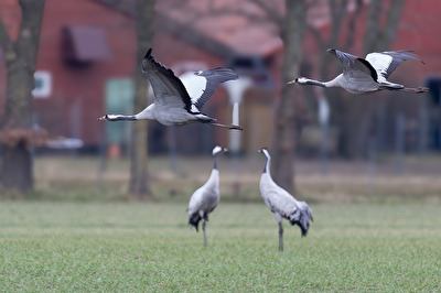 Kraniche im Diepholzer Moor I