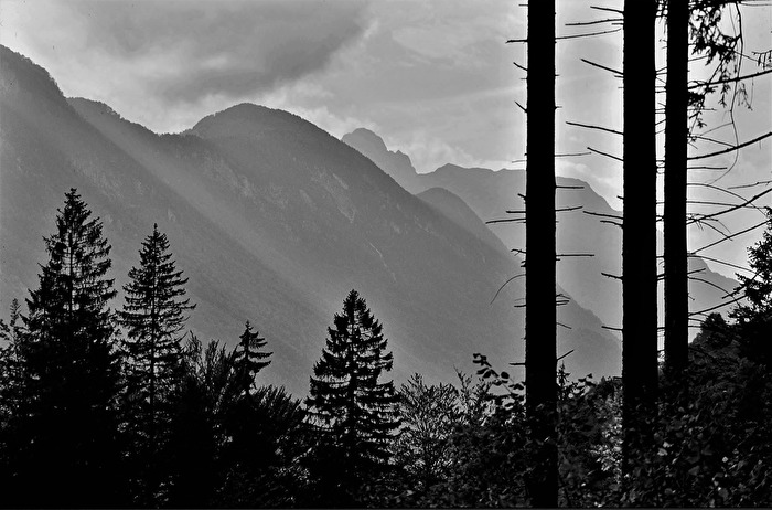 " Fast ein Scheren - Schnitt "