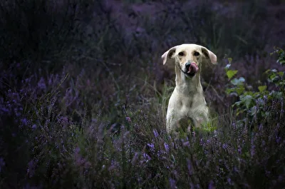 Hunde