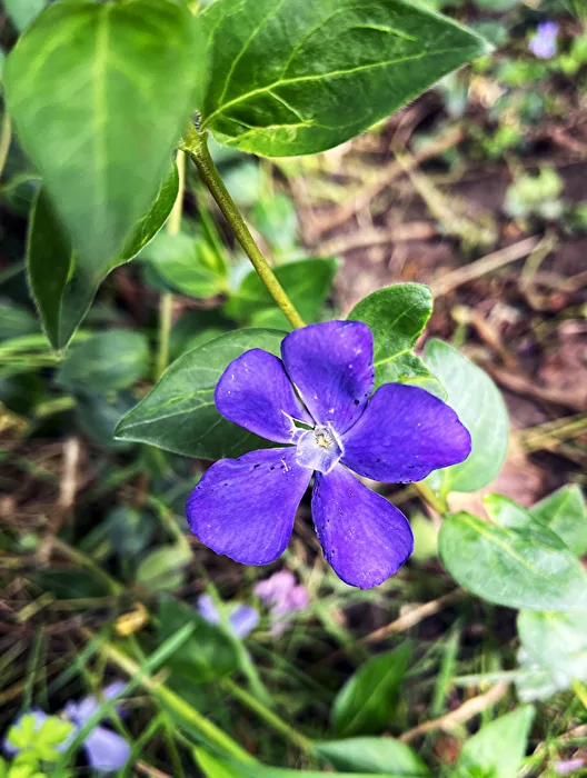 the blue blossom...