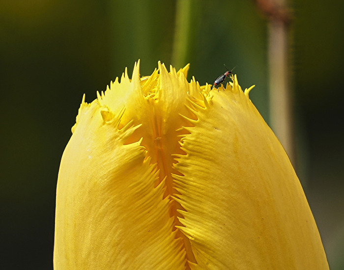 Natur 1