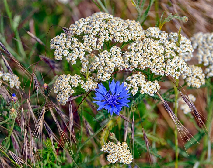Summer Blossoms