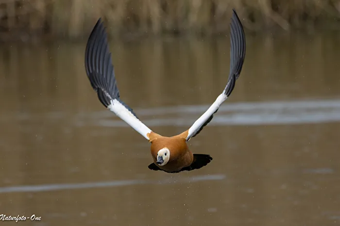 Anflug