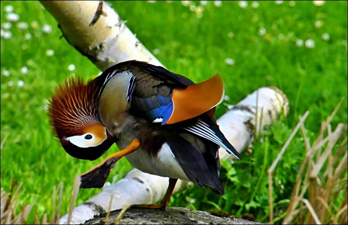 Vögel
