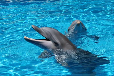 Dolphins