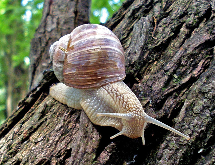 Schnecken